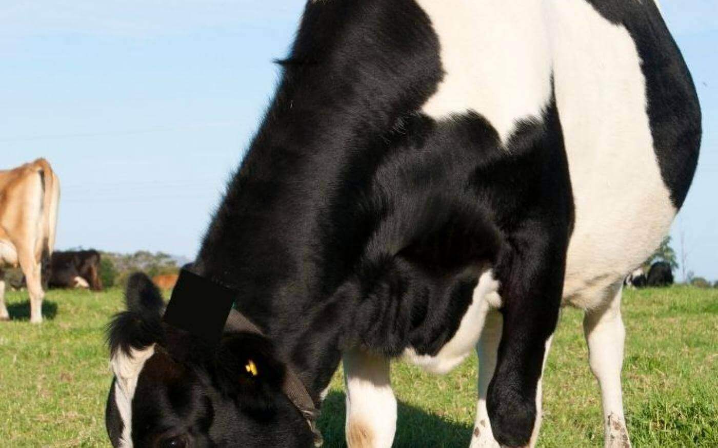 Holstein, romig lekker